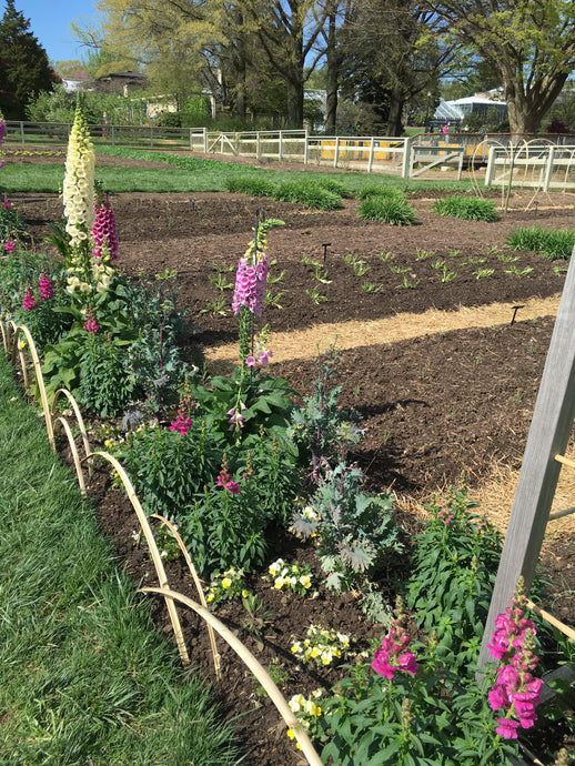 Natural Farming - Backyard vegetable garden