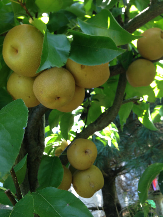 Natural Farming - Backyard orchard